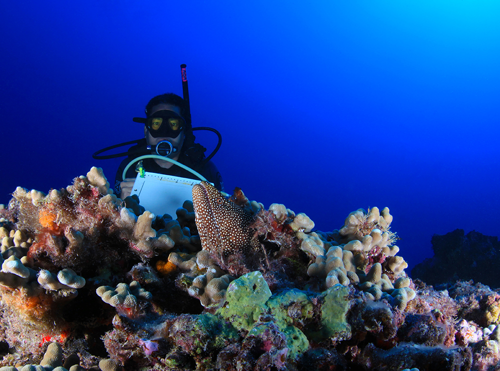 a diver on maro reef in papahānaumokuākea marine national monument