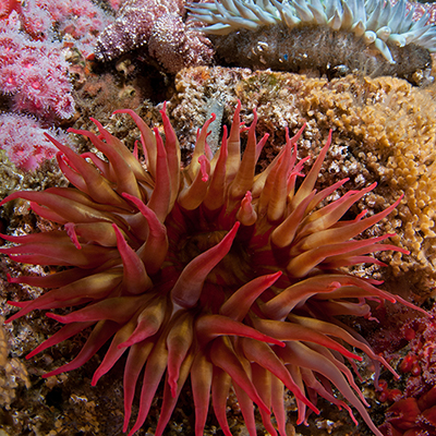 anemones on seafloor