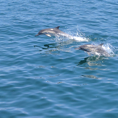 two common dolphins