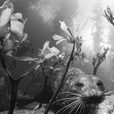 black and white photo of a harbor seal in kelp forest
