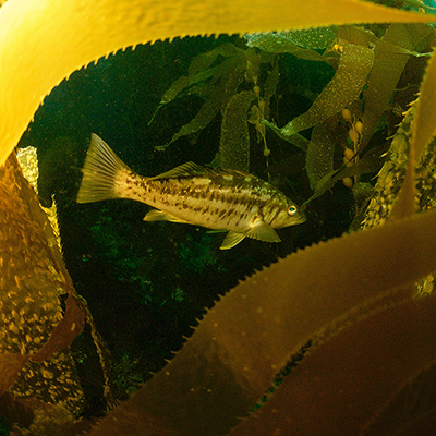 kelp bass in kelp
