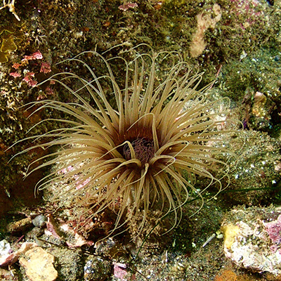 tube anemone