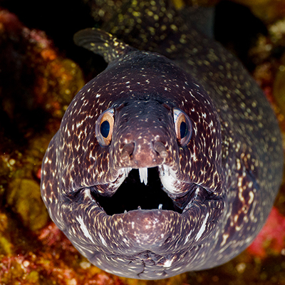 spotted moray eel