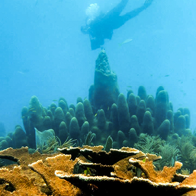 elkhorn and pillar corals