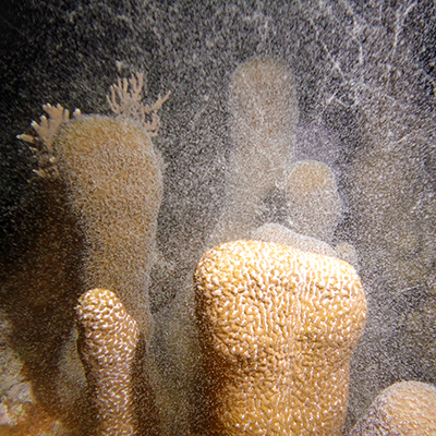 female pillar corals spawning