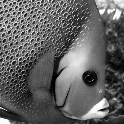black and white photo of a french angelfish