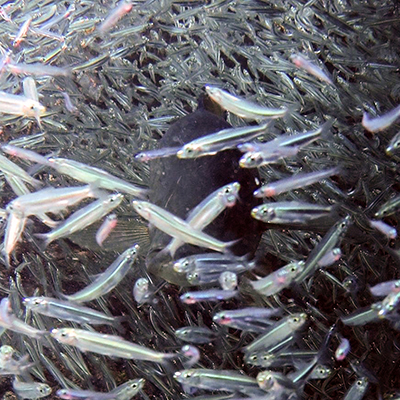 grouper swimming through a school of baitfish