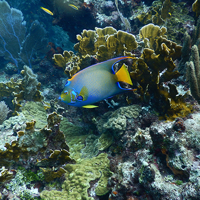queen angelfish on coral reef