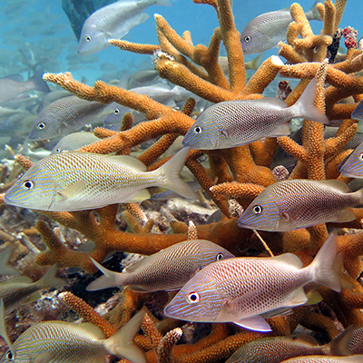 white grunts and staghorn coral