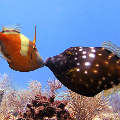 whitespotted filefish in different color phases
