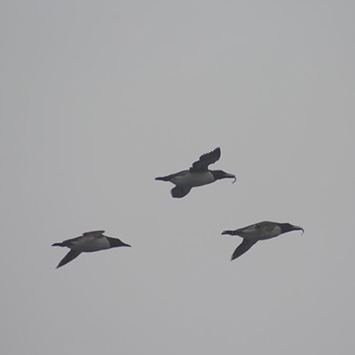 three common murres flying