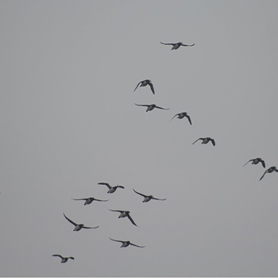 many common murres flying