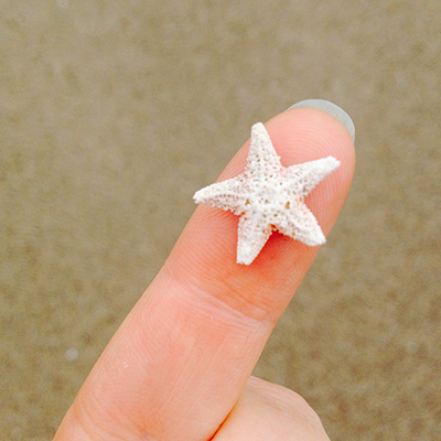 a small sea star held on a human fingertip