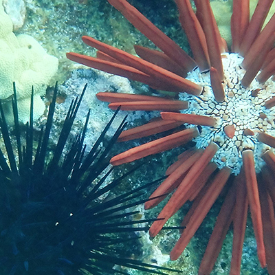 black and red sea urchins