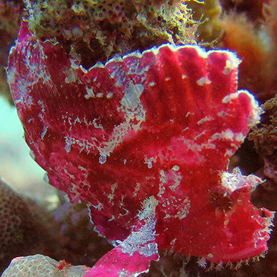 bright pink frogfish