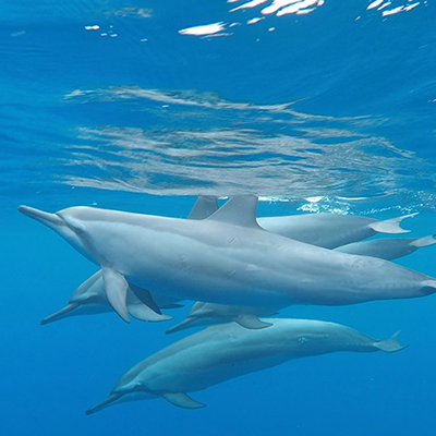 hawaiian spinner dolphins underwater