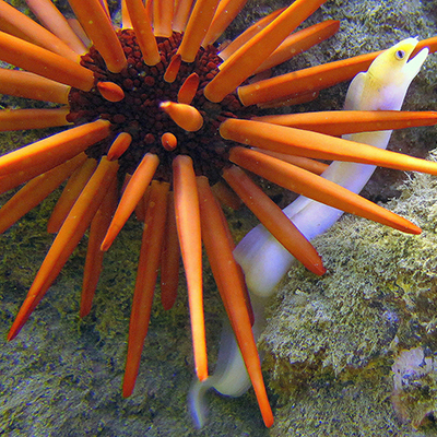 small eel hiding in the spines of a red pencil urchin
