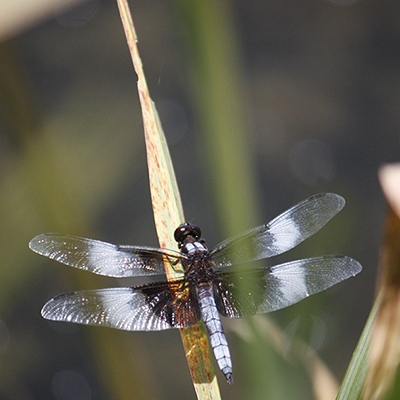 dragonfly on reef