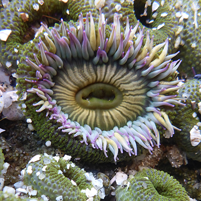 aggregating anemones