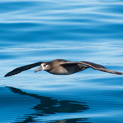 black-footed albatross flying close to the water