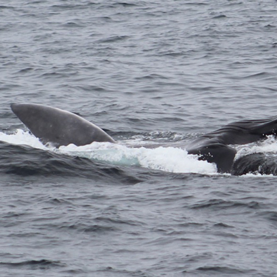 blue whale surface feeding