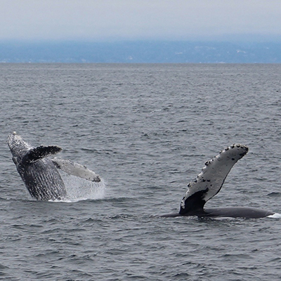 humpback whale calf breaching near its mother