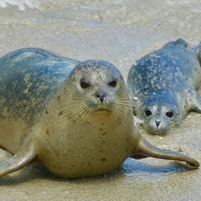harbor seal and pup