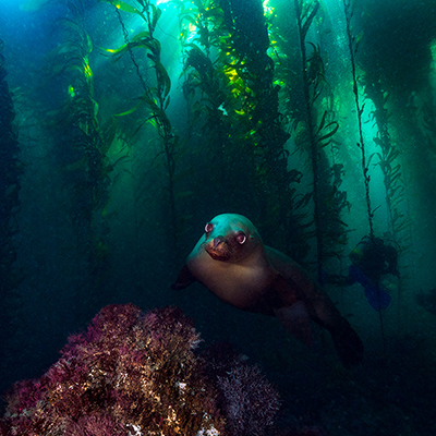 california sea lion in kelp forest
