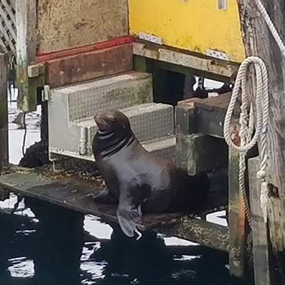 sea lion on dock
