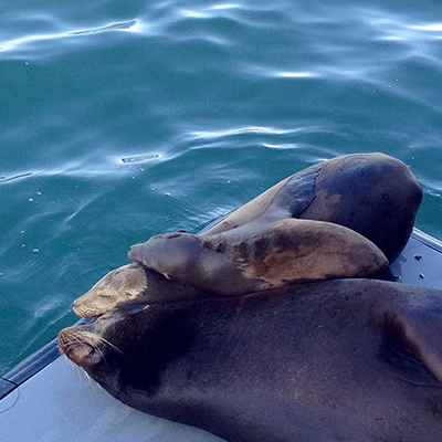 california sea lions resting on boat rock