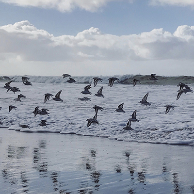 birds flying over beach and waves