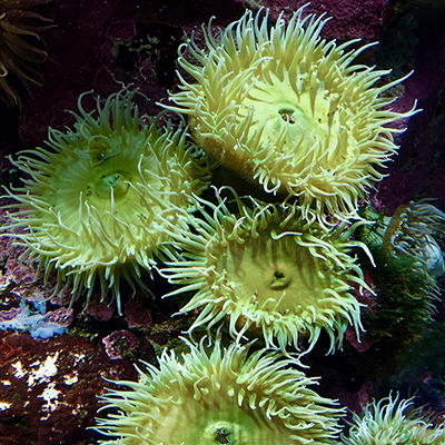 giant green anemones