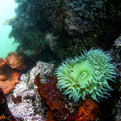 green anemone underwater