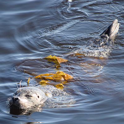 harbor seal floating in kelp