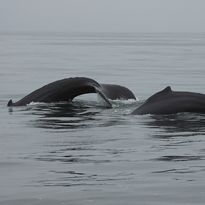 humpback whales surfacing