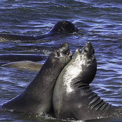 male elephant seals fighting