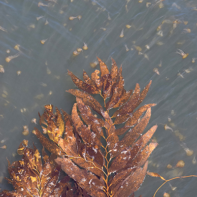 sea nettles and kelp