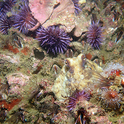 octopus hiding in rocky reef