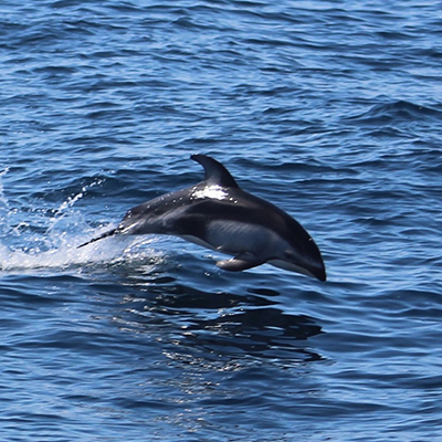 pacific white sided dolphin porpoising