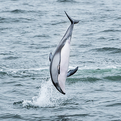 pacific white-sided dolphin does a backflip