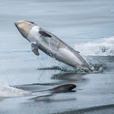 risso's dolphin calf and mother