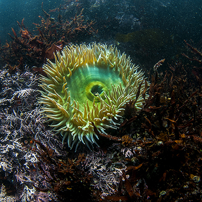 green sea anemone on rock