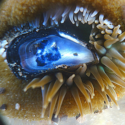 sea anemone with barnacle
