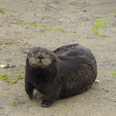 sea otter on shore