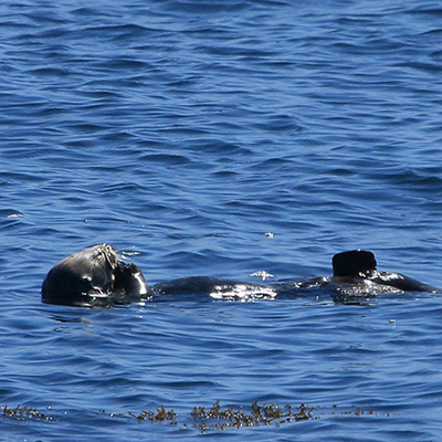 sea otter eating