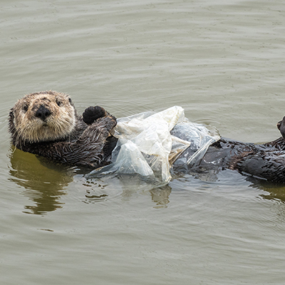 sea otter wrapped in plastic