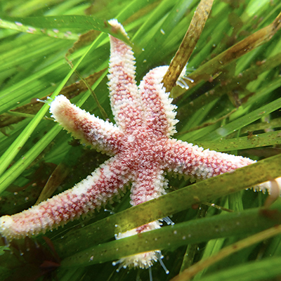 sea star in seagrass
