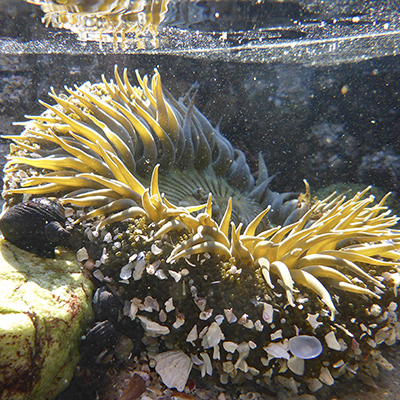 sunburst anemone in tidepool