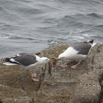 western gulls fighting over food