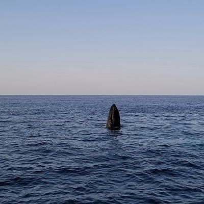 humpback whale spyhopping